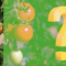 What Farm-to-Table Really Means